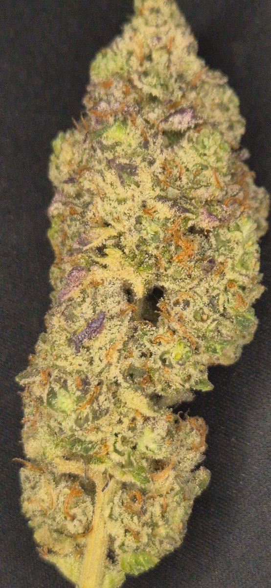sexybudza's tweet photo. White Truffle pheno no 2

#cannabis #cannabiscommunity #cannabisgrower #growyourown #sourhafrica420 #420SA #weedsmokers #jhb420 #cannabisculture #saweed #weedsa #buyweed #stonerFam #420community #WeedLovers https://t.co/6NxiIpKYti