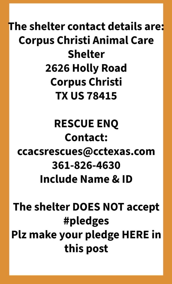 beeleevitonly's tweet photo. 🆘️‼️STEVE #A370674 2 yo #ShepMix HW neg
Terrified,  bares teeth, will get him 💉☠️8/19 noon
What STEVE needs is time🕰 &amp; patience for socialization.  No 🕰#CorpusChristi #TX says #CullHomelessPets 😨😡🌈 #RescueVillage 
Plz RT #PledgeForRescue #AdoptDontShop https://t.co/C2txYsxzuj