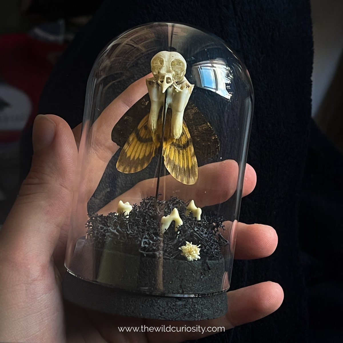 My first Tooth Fairy has taken flight! Flying across the pond to the United States 🖤✨

Hope to play around with more of these Frankenstein creations in the near future 🦷 thewildcuriosity.com
#darkart #moths #halloween