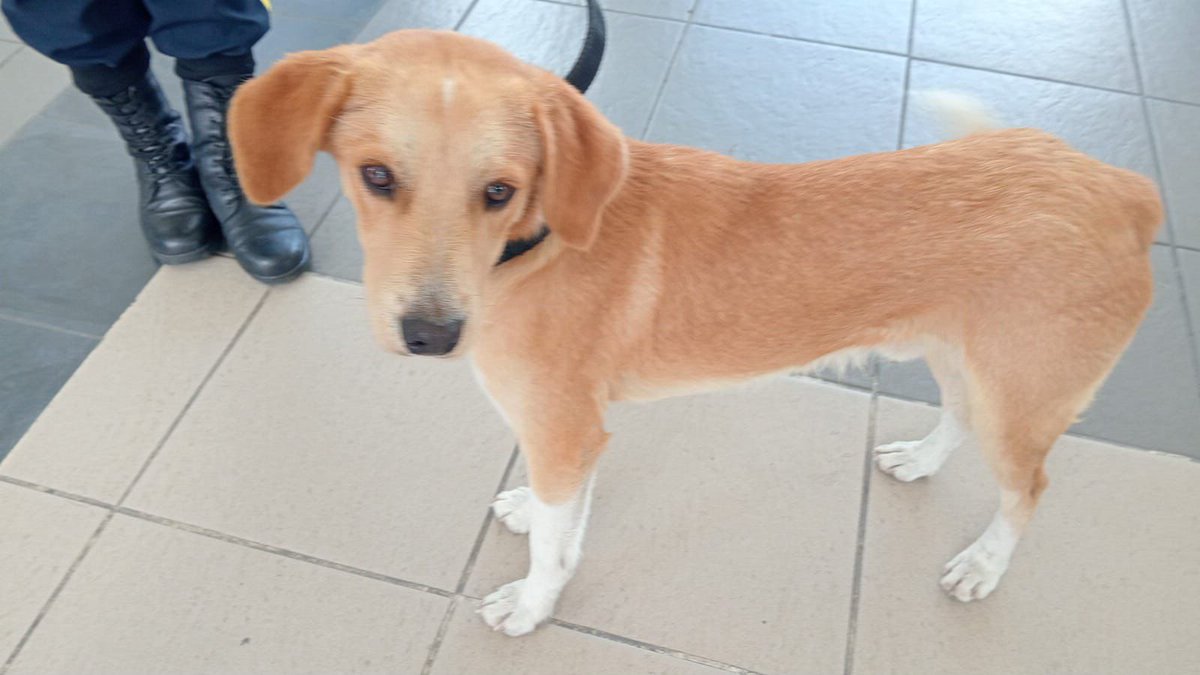 TransMilenio's tweet photo. ¡Este amiguito necesita de nuestra ayuda! 🐶 
Fue encontrado en los caniles del Portal Américas, en el momento nuestro equipo lo tiene a salvo mientras encontramos un hogar para el peludo�� https://t.co/3aICrLsyfR