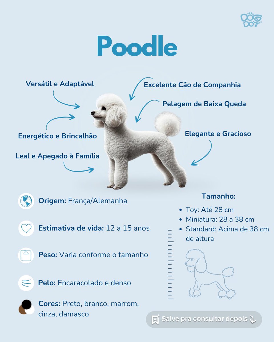 DogDot_app's tweet photo. O Poodle é conhecido por sua inteligência e versatilidade. Usados como cães de caça na água, têm uma pelagem encaracolada e de baixa queda, ideal para pessoas com alergias. #poodle  #raçasdecachorro #dicasparacachorros #dogdotapp #cachorro #adestramento #treinamento https://t.co/QVfHafjLFQ