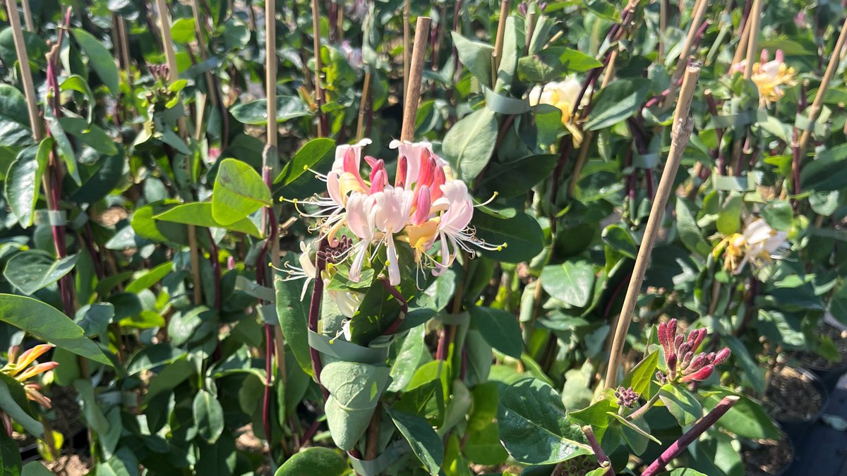 TamarNurseries's tweet photo. Lonicera Periclymenum is a beautiful climbing shrub. It is a magnet for garden wildlife due to its fragrant white and pink flowers which mature yellow. https://t.co/IlSkvDpQjt