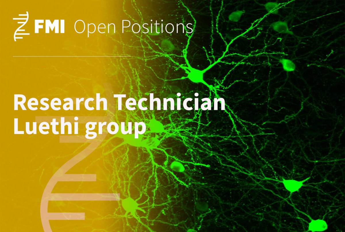 FMI science (@fmiscience) on Twitter photo #JobAd #Neuroscience: The <a href="/Luthi_FMI/">Lüthi Lab @ FMI</a> lab is seeking an experienced research technician. The team combines cutting-edge techniques with advanced computational approaches to investigate the function of neuronal networks driving internal states. Apply at: fmi.ch/education-care… #JobAd #Neuroscience: The <a href="/Luthi_FMI/">Lüthi Lab @ FMI</a> lab is seeking an experienced research technician. The team combines cutting-edge techniques with advanced computational approaches to investigate the function of neuronal networks driving internal states. Apply at: fmi.ch/education-care…