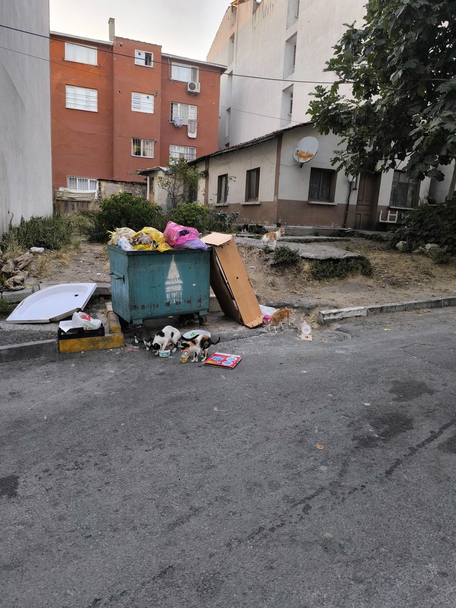Burada bu kediler o kadar çokki 50-60 adet kedi var ve sağlıksız bir şekilde sokaklardalar yola çıkıyorlar ve arabaların çarptığı da oluyor lütfen bu durum ile ilgilenirseniz memnun oluruz bazılarının yüzlerinde lekeler var hastalık kapmışlar sanki  #Beyoğlu