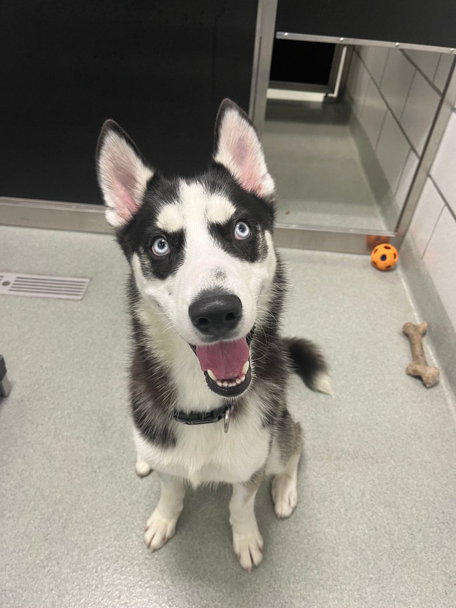 Do you see the way Felix is sitting? It's very demure. Notice the way he keeps his kennel clean? Very mindful, very cutesy.
