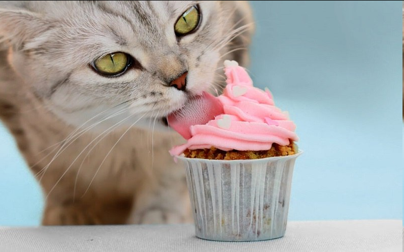 malojira's tweet photo. 😻Котики и жирность.

Котики не едят тортики. Они не чувствуют вкуса сладкого и не могут на него подсесть, как человек, но у котиков есть диабет. И если убрать случаи когда с возрастом возникли проблемы с поджелудочной и выработкой инсулина, то остаются случаи ожирения. Именно оно приводит к диабету у кошек при нормальной функции ПЖ. 

Обычно в сухих кормах жира заметно больше на 100г продукта, хотя и кол-во белка выше, но проблема в абсолютных числах. С одинакового кол-ва сухого и влажного корма котик получит в 3 раза больше жиров за сутки из сухого, а это повышает риск ожирения.

Даже если ваш котик вам кажется милым с лишним весом - это опасно для его/ее здоровья. Контролируйте сколько еды потребляет ваша кошка, чтобы она была здоровой. И о себе заботиться не забывайте ;).

лайк, ретвит, эритрит ;)