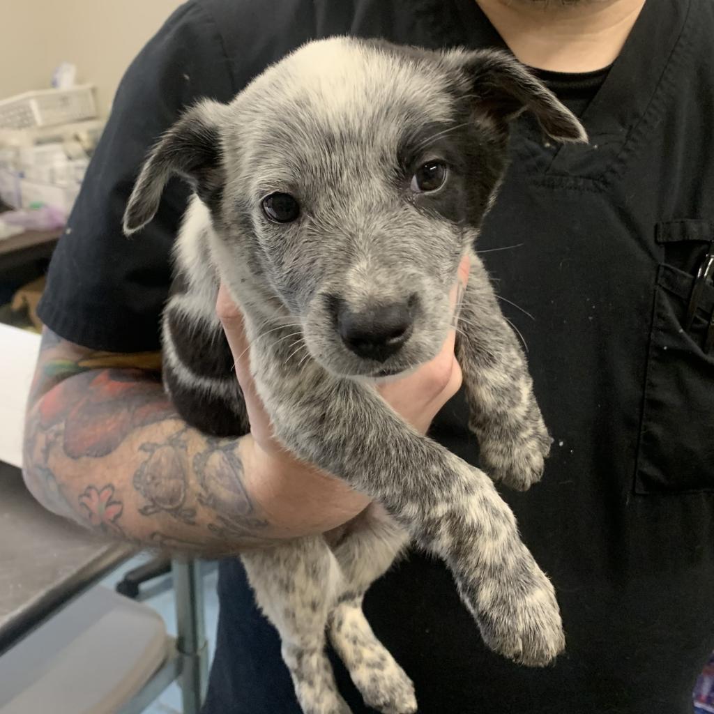 📷We’re urgently looking for a foster home for ARLO 📷 📷 You bring: A room (away from other pets) TLC, nurse vibes. Please reach out to fosterdogs@heartlandanimalshelter.org. Thank you!!!📷