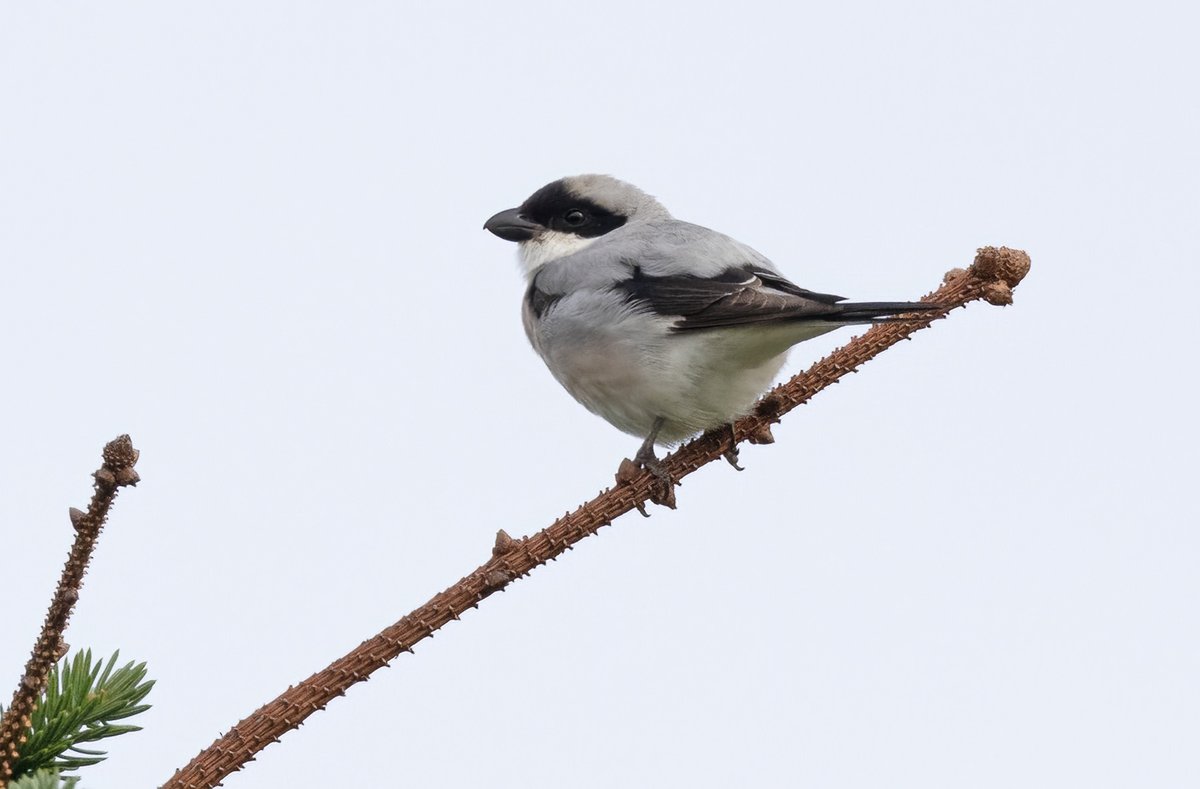 Roger Riddington (@rogerriddington) on Twitter photo Compare and contrast - Lesser Grey Shrike at Channerwick, in August 2004 (first pic) and yesterday - found by Ewen Thomson and @Vicount_Biscuit The Coolpix 4500/scope combo seems a lifetime ago. <a href="/NatureInShet/">Nature in Shetland</a> <a href="/RareBirdAlertUK/">RareBirdAlertUK</a> <a href="/BirdGuides/">BirdGuides</a> Compare and contrast - Lesser Grey Shrike at Channerwick, in August 2004 (first pic) and yesterday - found by Ewen Thomson and @Vicount_Biscuit The Coolpix 4500/scope combo seems a lifetime ago. <a href="/NatureInShet/">Nature in Shetland</a> <a href="/RareBirdAlertUK/">RareBirdAlertUK</a> <a href="/BirdGuides/">BirdGuides</a>