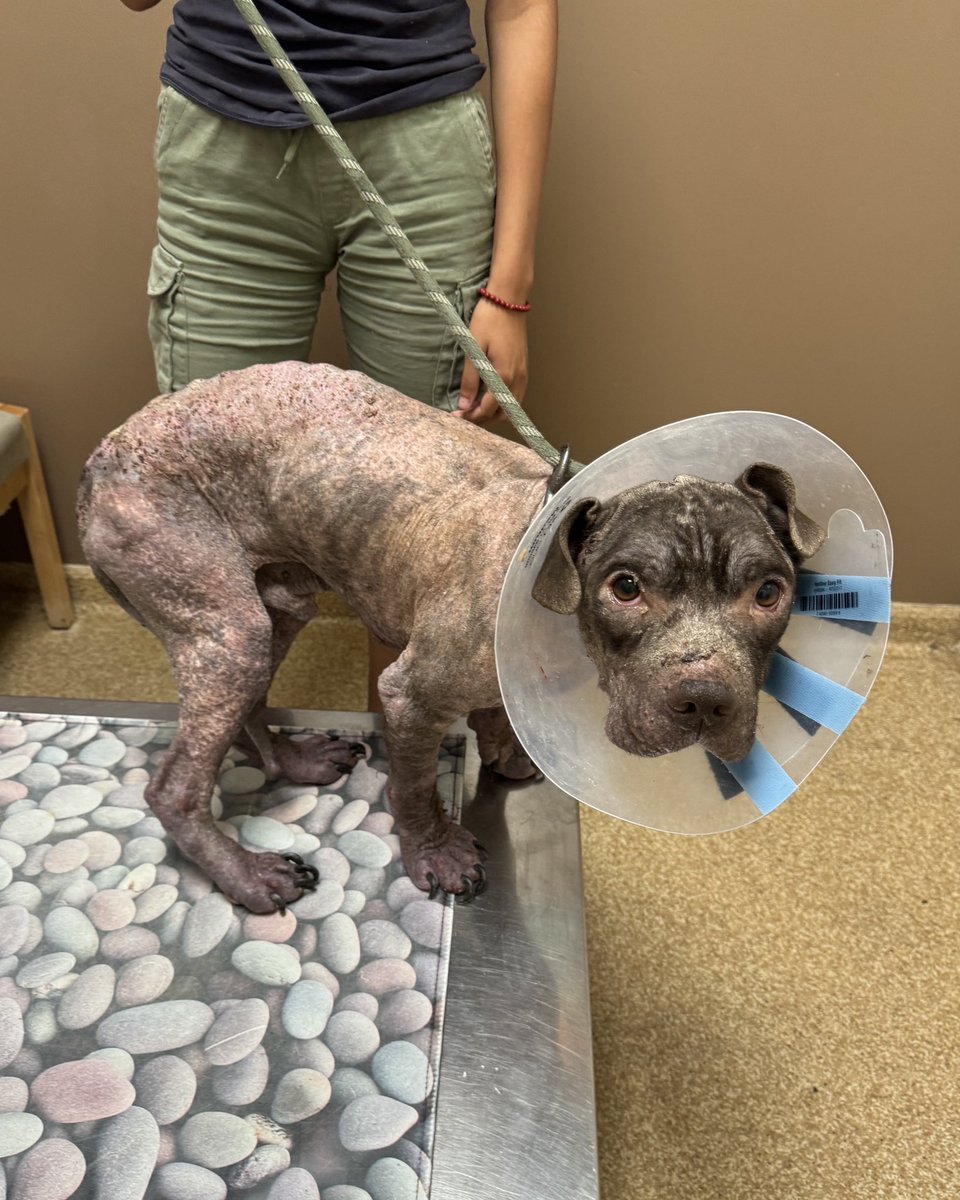 dog_rates's tweet image. This is Choco. He was found on the streets with an advanced case of mange. It's caused severe skin infections, and his whole body is painful to the touch. He needs immediate care to treat his skin and alleviate his pain. You can help him below ❤️‍🩹

15outof10.org/choco