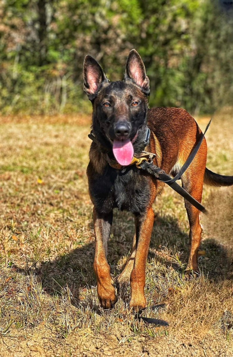 RealPaulMueller's tweet photo. UPDATE:  Sentinel Canine // Jeff McArthur
Have you signed the @animal_victory  petition?  Here it is:

https://t.co/oT913zOINe

(Also - in case you're trying to get in touch wtih the Talladega County, Alabama Sheriff's Office - all phone lines I tried went to voicemail.  You may have even noticed the Talladega County Sheriff's Office has taken down their Facebook page.

#dog #dogs #belgianmalinois #jeff #JeffMcArthur #sentinel #sentinelcanine #foryourpage #fypageシ