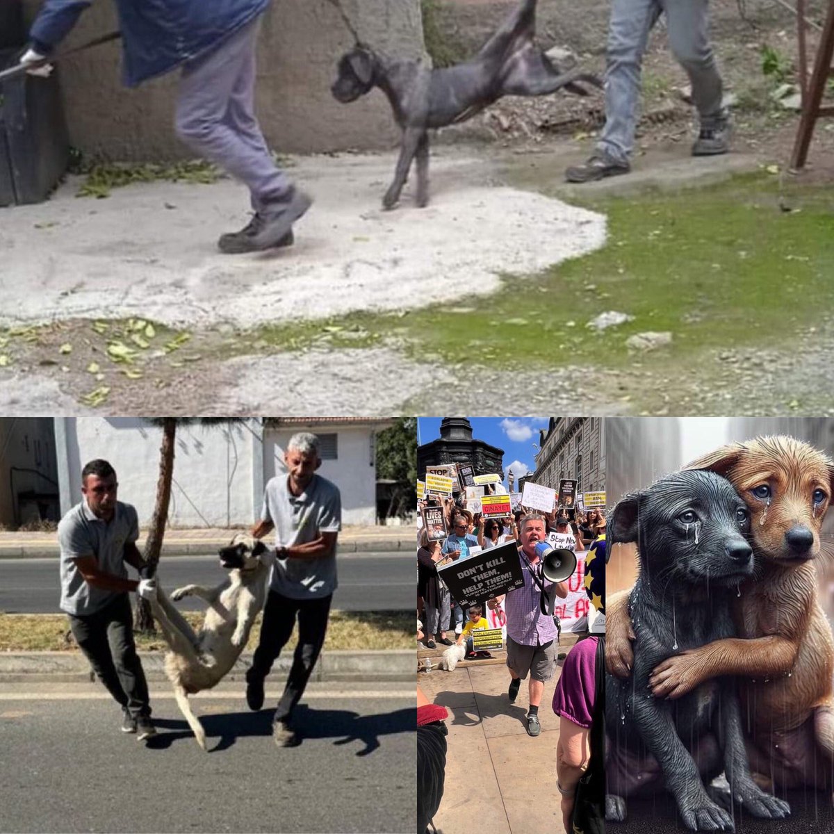 In Greece emergency workers risk their lives to save dogs from wild fires 🔥 whilst in Turkey 🇹🇷 President Erdogan is declaring them enemies of the state <a href="/RTErdogan/">Recep Tayyip Erdoğan</a> <a href="/animalsavemvmt/">Animal Save Movement</a> <a href="/MeldaKelemcisoy/">Melda Ece-Kelemcisoy</a> #Turkey