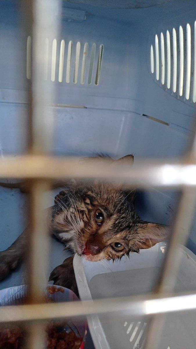 SilviaMylo's tweet photo. SEVILLA ÉSTE.
Éste gatito le está dando una insolación, se ha golpeado con unos cristales desorientado y se ha echo sangre del golpe, la chica no sale del trabajo hasta las 23:00 de hoy jueves 15 agosto, son las 16:30 y lo ha metido en un transportín que tenia en el coche y le puso agua, pero está mal!!!! Alguien lo puede ayudar???? Por favor!!!!! 😭 😭😭😭656 57 48 45