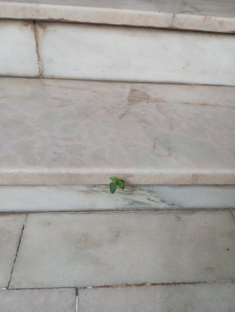 Abdest almaya giderken ,
Taş basamakların arasında umut gördüm.