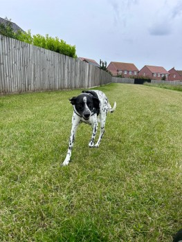 millypod1's tweet photo. ROO HOME SAFE. THANKS FOR RT's ๐๐๐พ
๐12 AUG 2024 #Lost ROO #ScanMe
OLDER Black & White German Shorthaired Pointer Male Back Lane #Ringstead #Kettering #Northamptonshire #NN14
https://t.co/H9vqyyWRjJ https://t.co/rg4STFCMr7