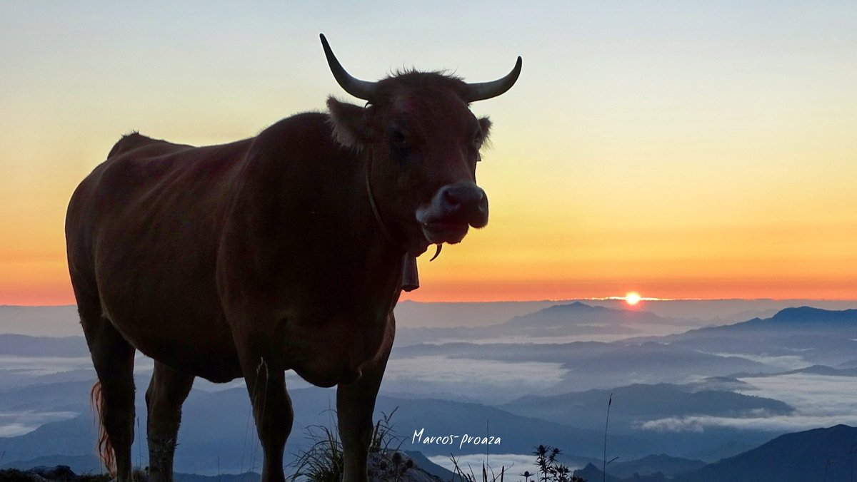 GarciaMallada's tweet photo. Así es el Angliru!!!
Después de un buen madrugón pará ver perseidas,
Contemplar el amanecer con Lucera
Sierra del Aramo
#Riosa
#morcin
#asturias
@seguidores
@CelestinoGutirr @HombreMontana @J_Caamano @maitepariente @martamountain @MontaesF @VientuNordes https://t.co/3XFw95tDD0