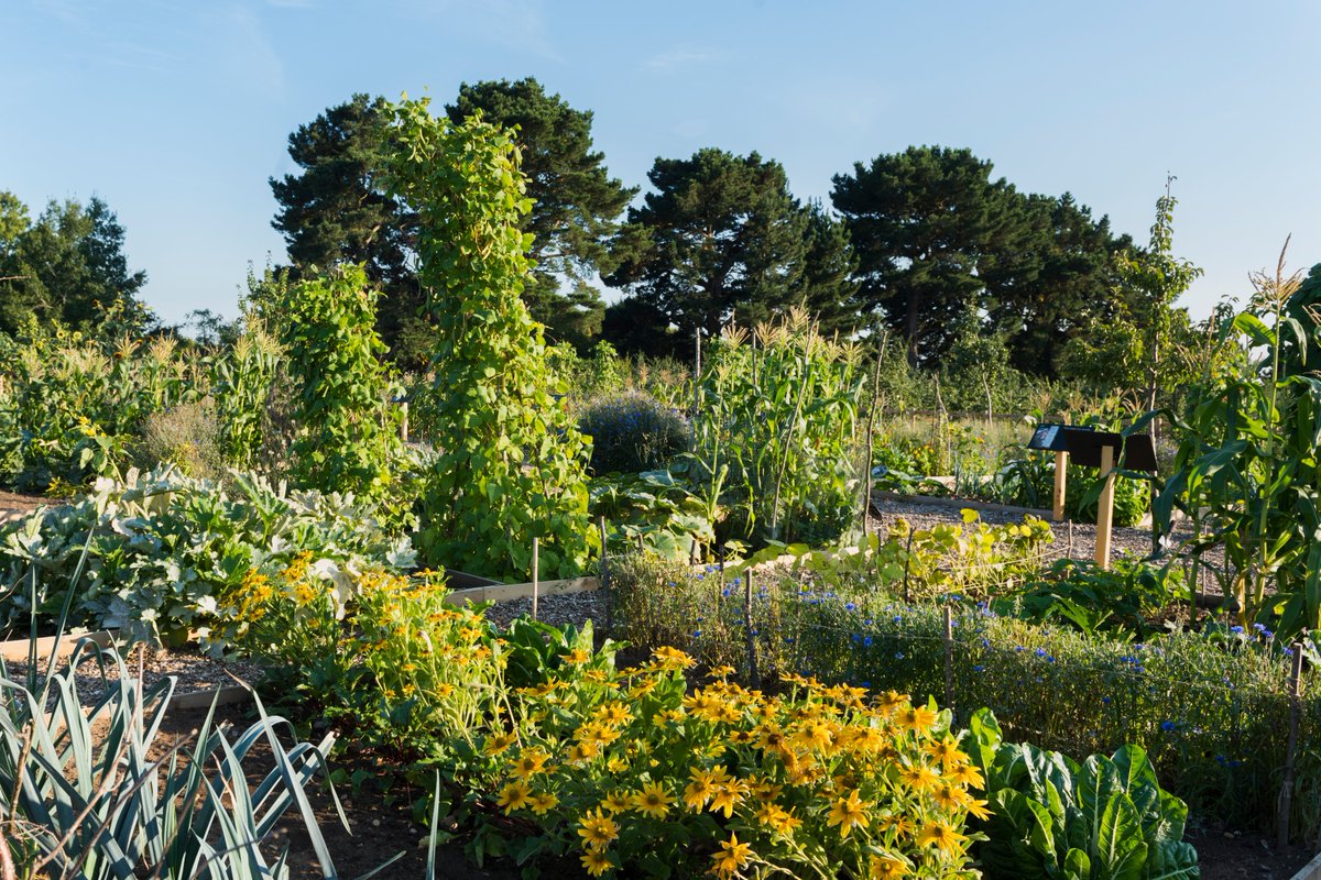 The_RHS's tweet photo. Rotating crops to avoid soil-borne diseases and successional sowing to spread out and grow produce without glut, are just two ways to make the most out of your allotment 🌱

Find out more on our website this #NationalAllotmentWeek https://t.co/yT4kxmkzP0 https://t.co/hdr3Gt5XV7