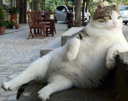 ellelljaytoo's tweet photo. #ImAtMyMostRelaxedWhen the ‘nip kicks in. 🪴🌱#catniplife https://t.co/VlQf6bJNHA