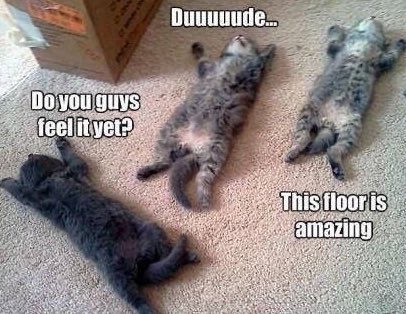 ellelljaytoo's tweet photo. #ImAtMyMostRelaxedWhen the ‘nip kicks in. 🪴🌱#catniplife https://t.co/VlQf6bJNHA