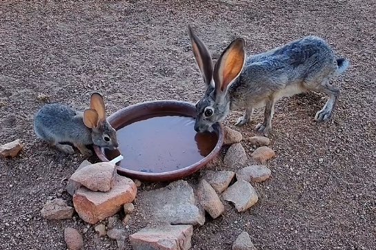 cupTWOst's tweet photo. insane visual of a hare vs a rabbit side by side oh my gosh the hares ears r literally the side of the rabbits body 😭 https://t.co/UGqni9r5NZ