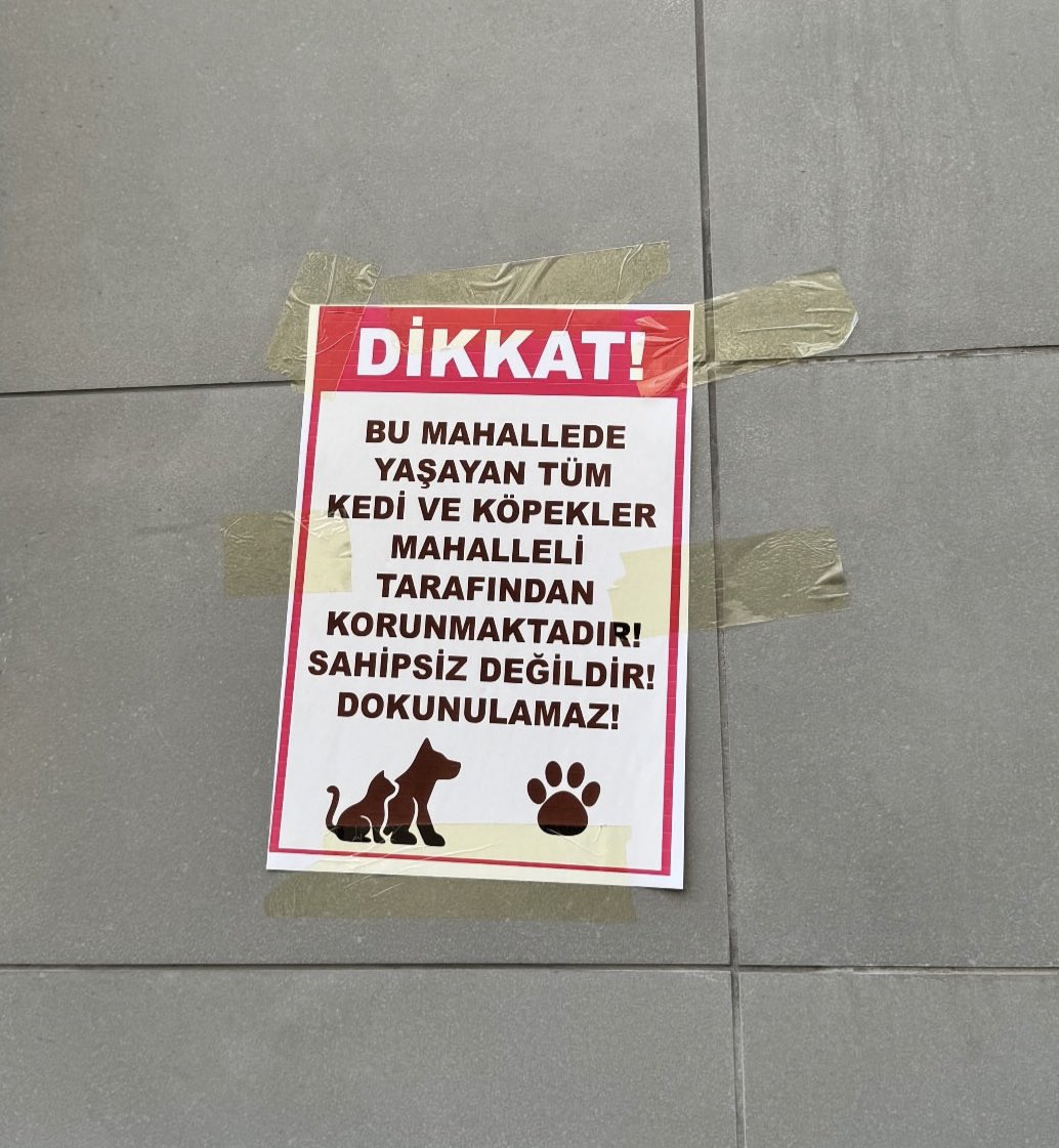 EBRU POLAT tweet media