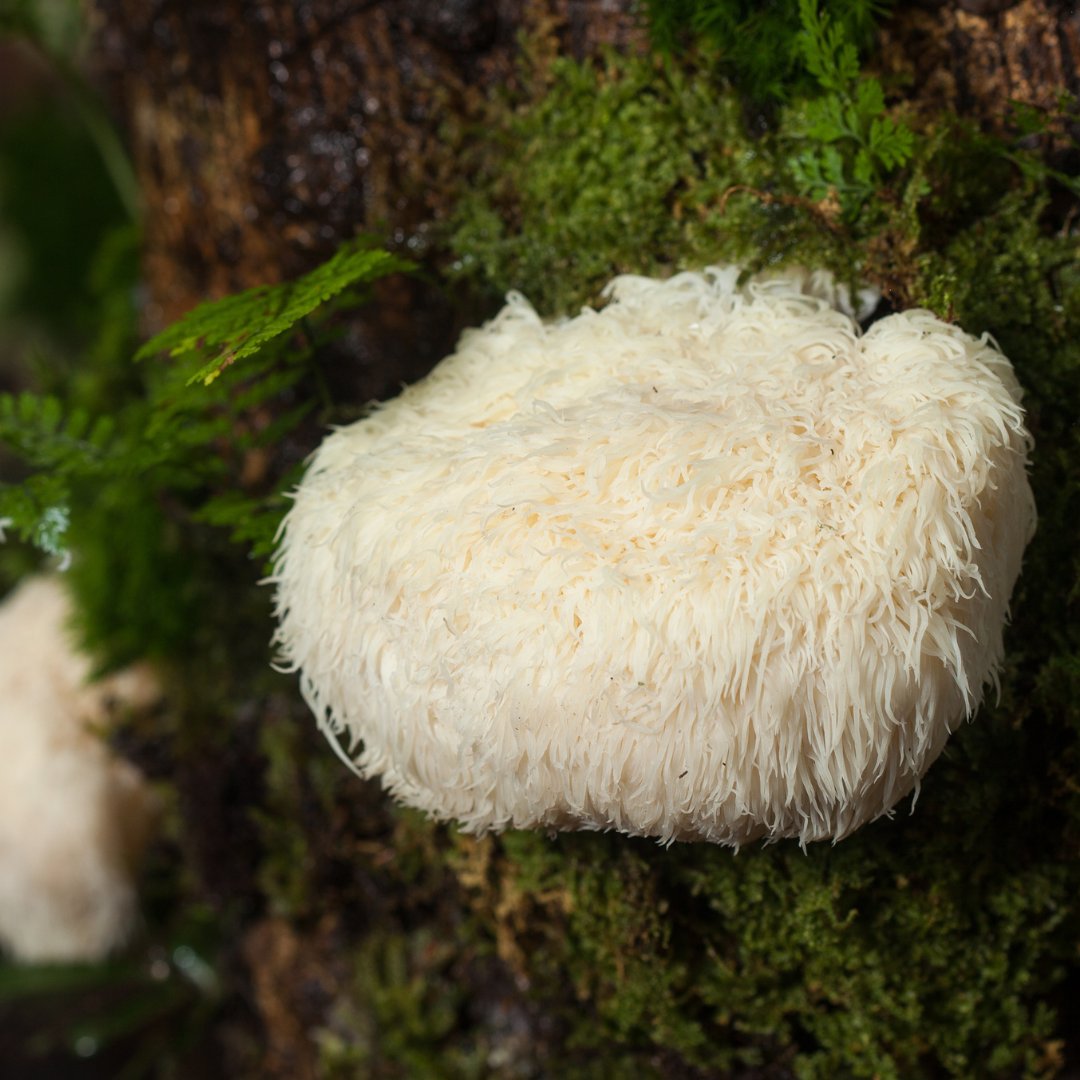 MindfulExtracts's tweet image. Same name - different mane!

Can you see where the Lion&apos;s Mane mushroom gets its name from? 🦁

#lionsmane #functionalmushroom #brainfog #nervehealth #mindfulliving #naturalbalance #adaptogenic
