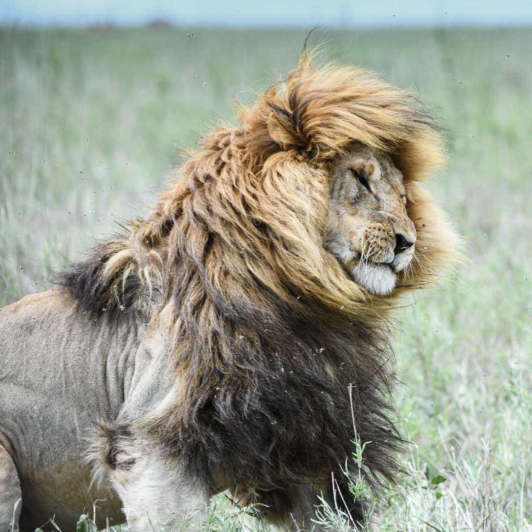 MindfulExtracts's tweet image. Same name - different mane!

Can you see where the Lion&apos;s Mane mushroom gets its name from? 🦁

#lionsmane #functionalmushroom #brainfog #nervehealth #mindfulliving #naturalbalance #adaptogenic