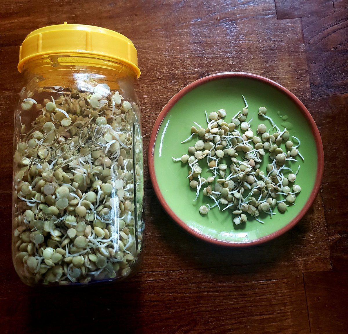 GoldenLightB13's tweet image. Sprout delicious, nutritious spouted Lentils in 2 1/2 days! Super easy to do! 

Organic Lentils, water, and a sprouting jar! That is it! Add salt if you like. #sprouts #sprouting