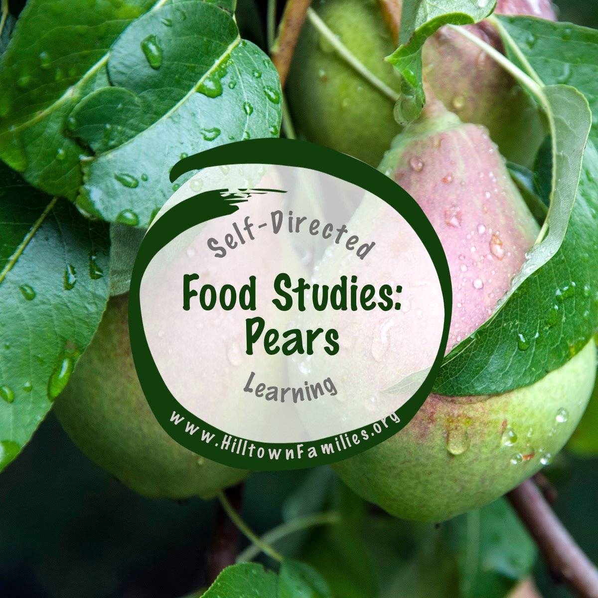HilltwnFamilies's tweet image. 🍐Explore how #pears shape global #culinary traditions, reflecting the influence of climate &amp;amp; culture on regional dishes. Get curious about the history of cuisine &amp;amp; appreciate the story behind each bite: conta.cc/46LgDGP
#WesternMass #CBEdu #SelfDirectedLearning