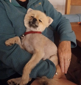 millypod1's tweet photo. 🆘13 AUG 2024 #Lost BETTY BOO #ScanMe
Tan Pomeranian Female
Very scared Rescue dog.
#March in #Cambridgeshire #PE15 https://t.co/08sXup70j7 https://t.co/ssXWoqX9ee