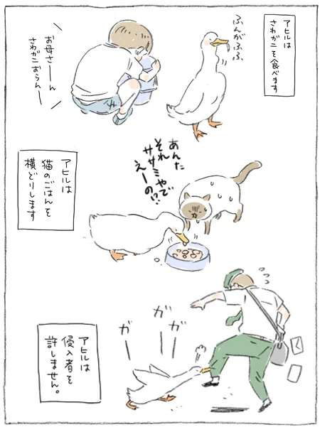 昭和52年頃の夏休み
#アヒル #ケンちゃん 