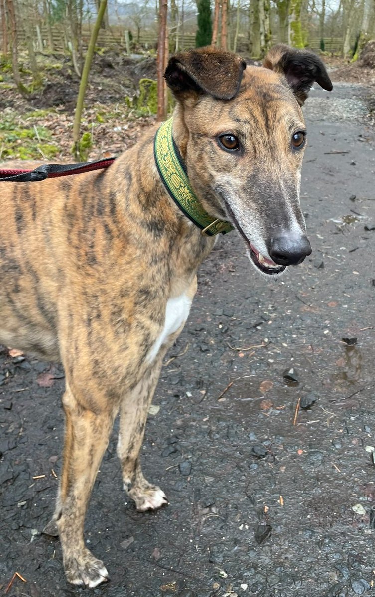 Animal Adoptions UK 🐕‍🦺🐈🐎❤️ tweet media