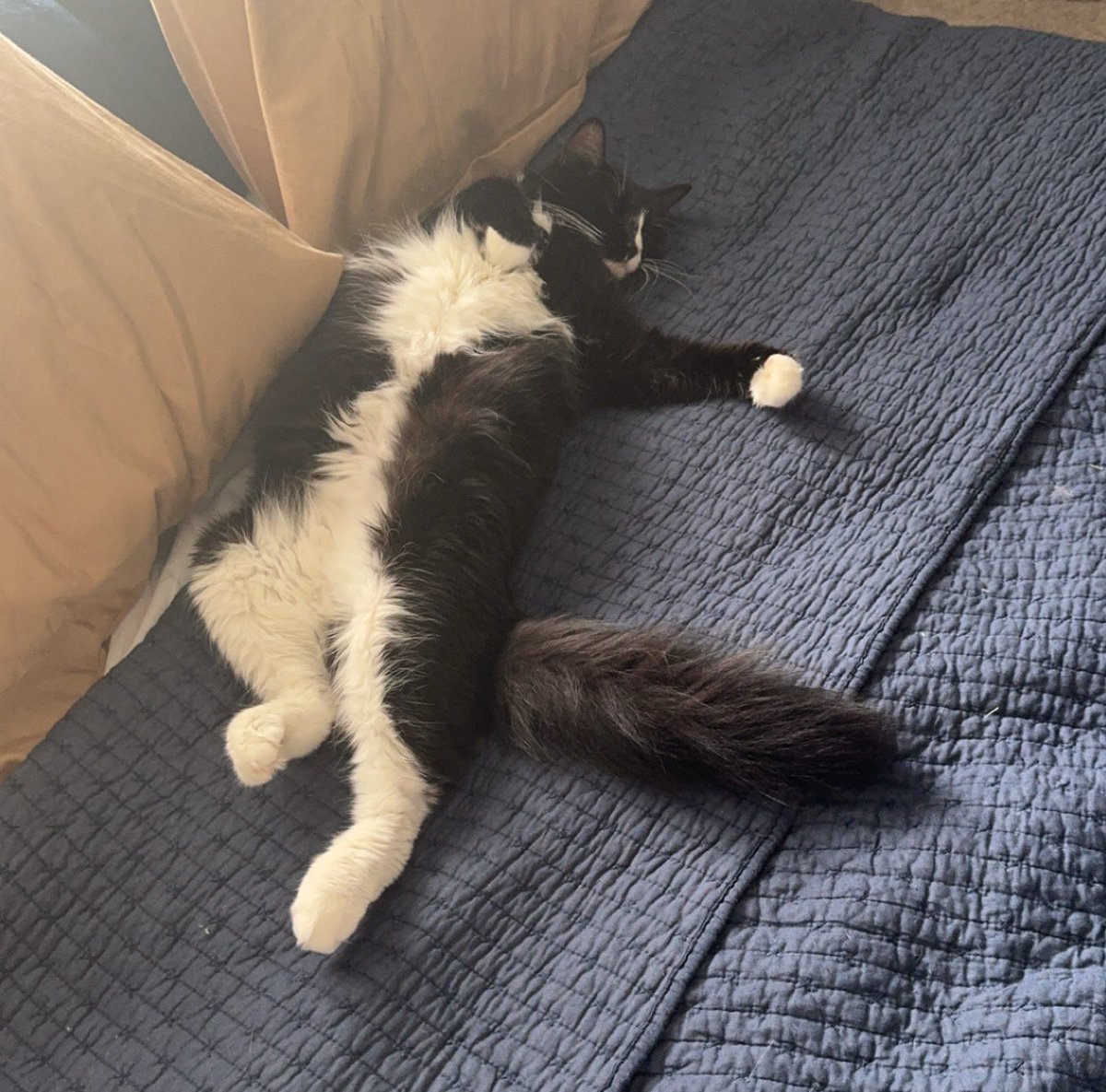 SolsticeVT's tweet image. life update: finally moved across the country :) vex is loving the bed