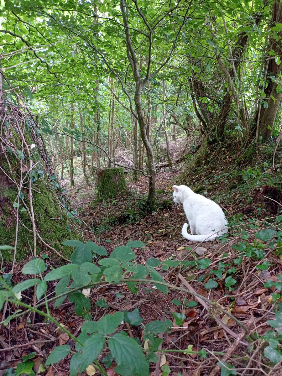 Happy #fluffyfursday from dah forest pals ❤️😽❤️🌳🌲🌿