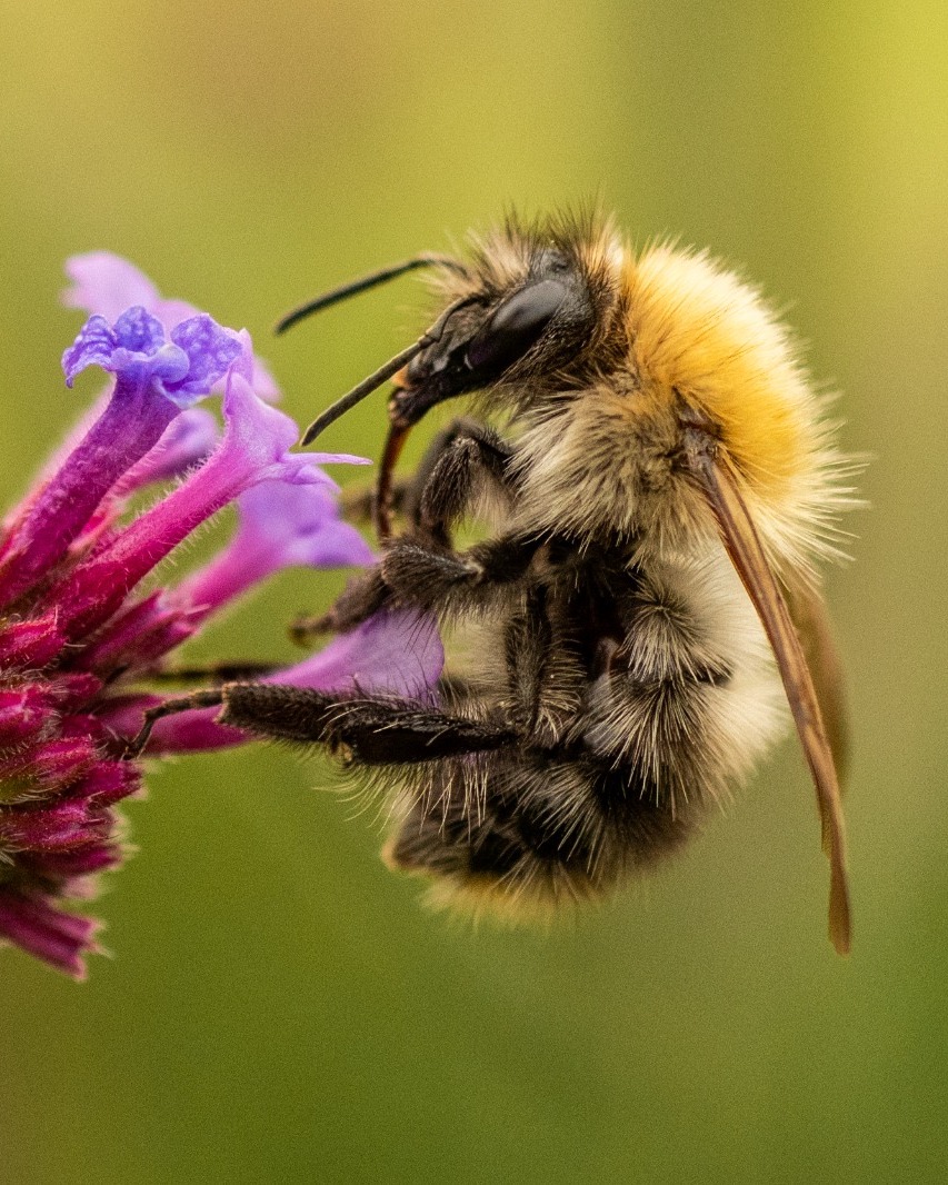 BallynahinchCas's tweet photo. Our pollinators are very busy at the moment as our Walled Garden thrives! 🐝

 #relaischateaux #connemara #ireland #SoVirtuoso #VirtuosoTravel https://t.co/Oy05q3n9X5