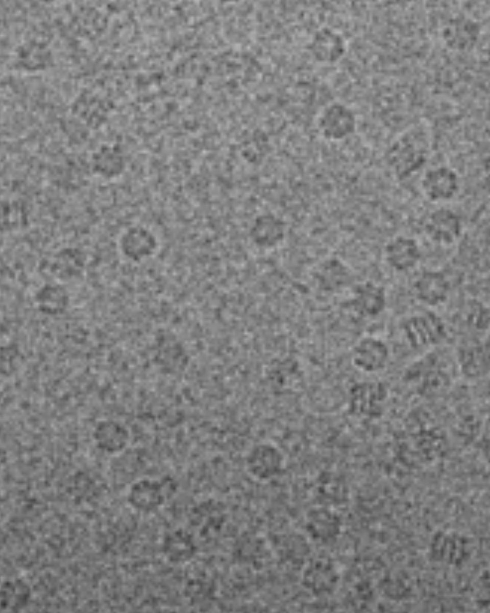 ChanZuckerberg's tweet photo. Like using different camera lenses for a clearer view, Andreas Walter &amp; team are using multimodal #imaging to create a holistic picture of a sample’s 
🏠 Structure
🔧 Function
⚙️ Dynamics
🧪 Composition

Leading to a greater understanding of cell networks, organisms &amp; diseases https://t.co/p9jTQbc47X