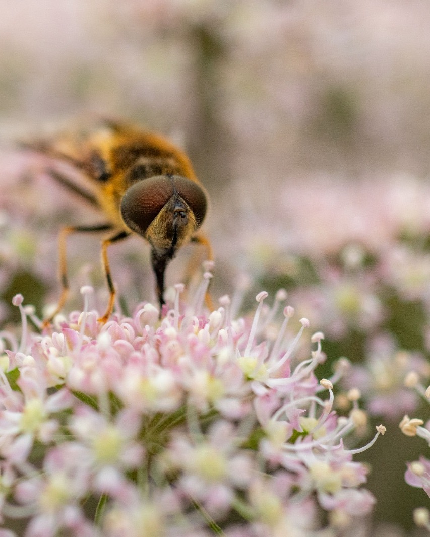 BallynahinchCas's tweet photo. Our pollinators are very busy at the moment as our Walled Garden thrives! 🐝

 #relaischateaux #connemara #ireland #SoVirtuoso #VirtuosoTravel https://t.co/Oy05q3n9X5