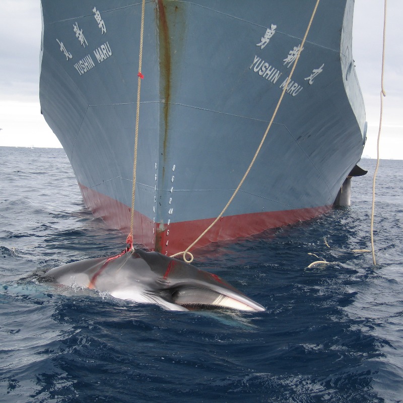 IFAWUK's tweet photo. 🐋🚨 Say no to Japan’s cruel commercial whaling programme!  Whales face survival challenges such as noise pollution, gear entanglement, ship strikes, and in Japan's EEZ, brutal harpoons. Sign our petition now.

📷: © Australian Customs and Border Protection Service, CC-BY-3.0-AU
