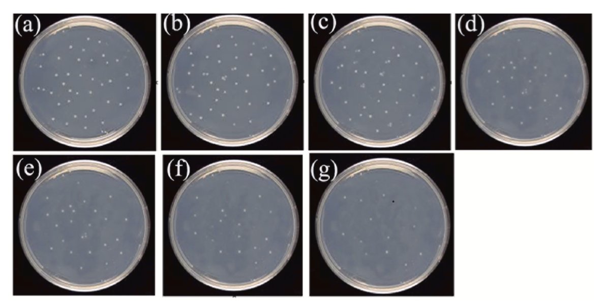 Elisabeth Bik tweet media