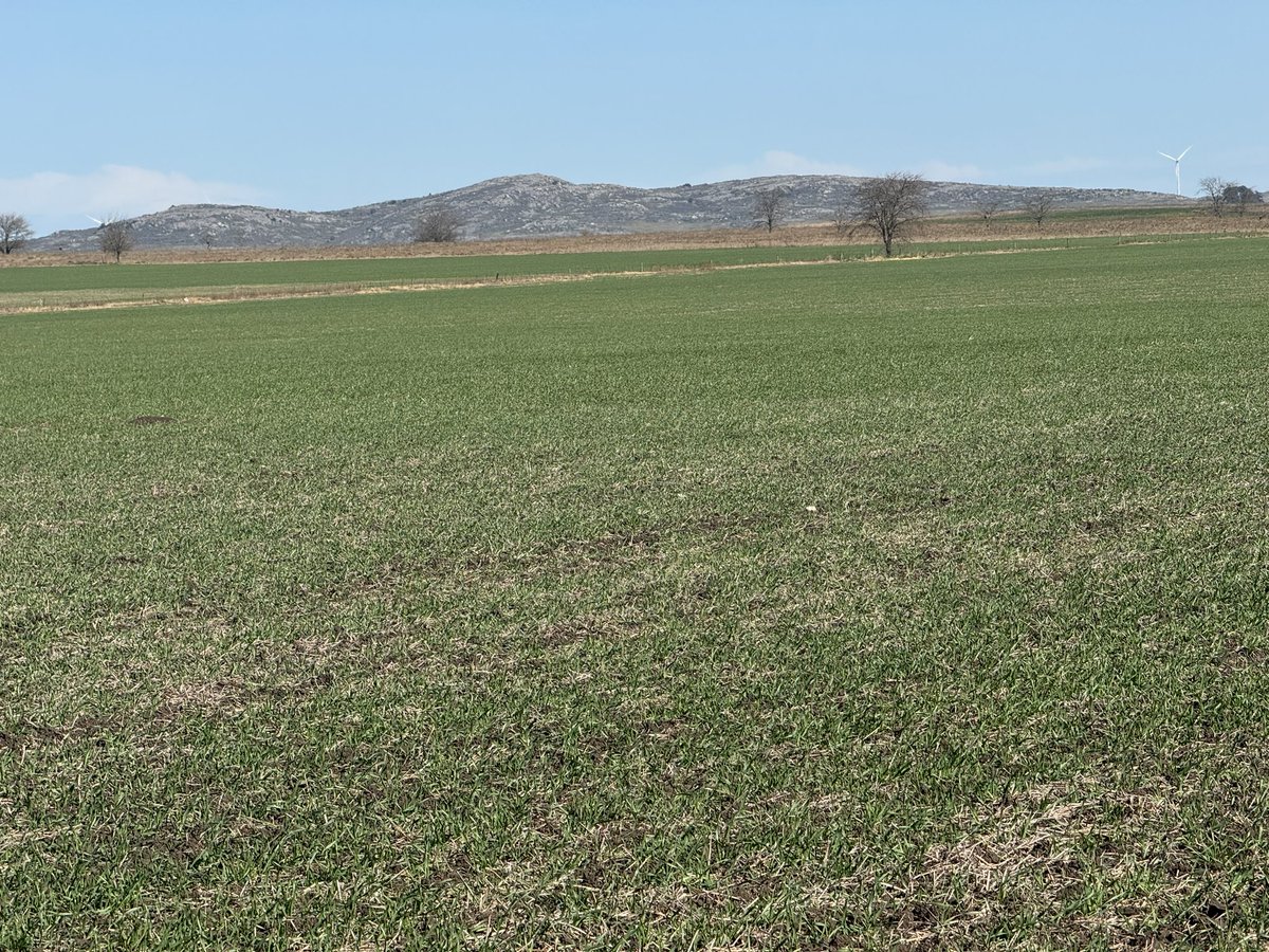 Cebada Sinfonía en boca de las sierras #Azul en Z22 <a href="/CebadaCervecera/">Cebada Cervecera</a> <a href="/TandiliaReg/">Aapresid Tandilia</a> #cebadacervecera 🌾🔜🍺