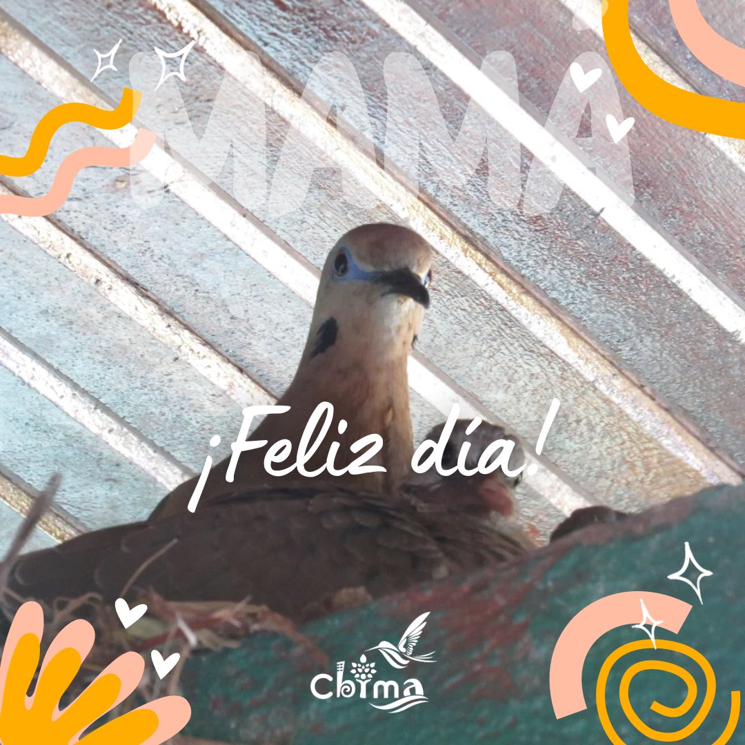Hoy homenajeamos a todas las madres que contribuyen a construir una sociedad más igualitaria, respetuosa, justa y biodiversa. Esas madres reales que día a día colaboran para transformar nuestro entorno desde la crianza #CBIMA #RioMariaAguilar #CorredoresBiologicosInterurbanos