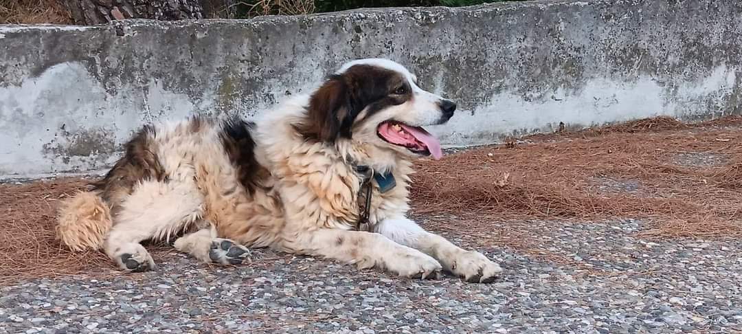 Από Ζωοφιλικη Παρέμβαση Πεντέλης:
'Παρακαλούμε κοινοποιήστε!!! Ψάχνει κανείς τον σκύλο της φωτογραφίας?Τον γνωρίζει κανείς? Αρσενικό τσοπανόσκυλο ήρεμο βρίσκεται στην οδό Τερψιθέας και Παπανδρέου , Νέα Πεντέλη. Παρακαλούμε κοινοποιήστε μήπως τον ψάχνουν'