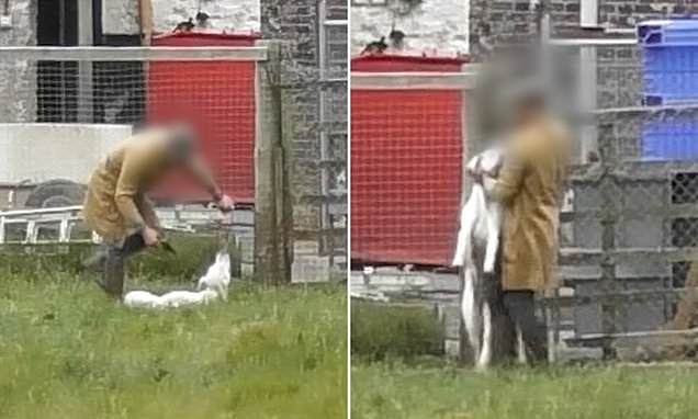 AdoptionsUk's tweet photo. Please retweet, how can hunts be allowed to shoot dogs when no longer wanted, but if I shot my dog in my home I would be arrested for animal cruelty? #UK 
The picture below shows worker at The Beaufort Hunt, #Badminton, UK shooting a hound that is seen wagging his tail and looking up at the shooter.
Shame on The Beaufort Hunt and all hunts in the UK.
Why isn't this banned?
Full information and more images👇
https://t.co/XcPdCTgXbZ

@GMB @richardm56 @EamonnHolmes @ITV @itvnews @BBCNews @RSPCA_official @ChrisPackham4 @domdyer70 @PeterEgan6 @SkyNews @WWPdogs @horseandhound @DefraGovUK @UKLabour @ConservativeAWF @Keir_Starmer #dogs #dog @radioleary @thismorning @lorraine @clarebalding #Hunting #animalCruelty #Fox #Foxhunting