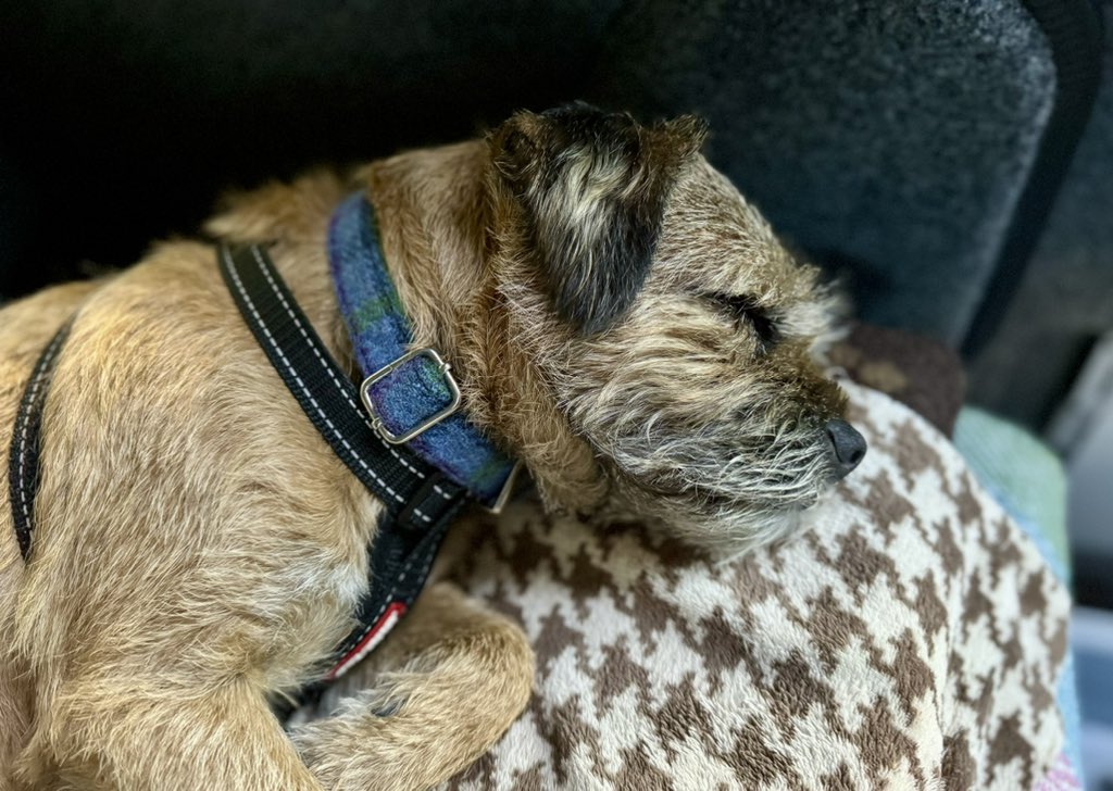 BtCulter's tweet photo. One pooped #vandug πΎπ΄π΄π΄πΎ https://t.co/qoKu5ruV0R