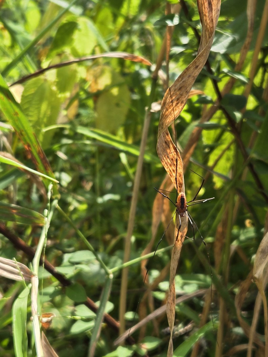 Out doing field work with <a href="/noahskellyy/">dm me ur bugs</a> and saw this Opiliones chilling!