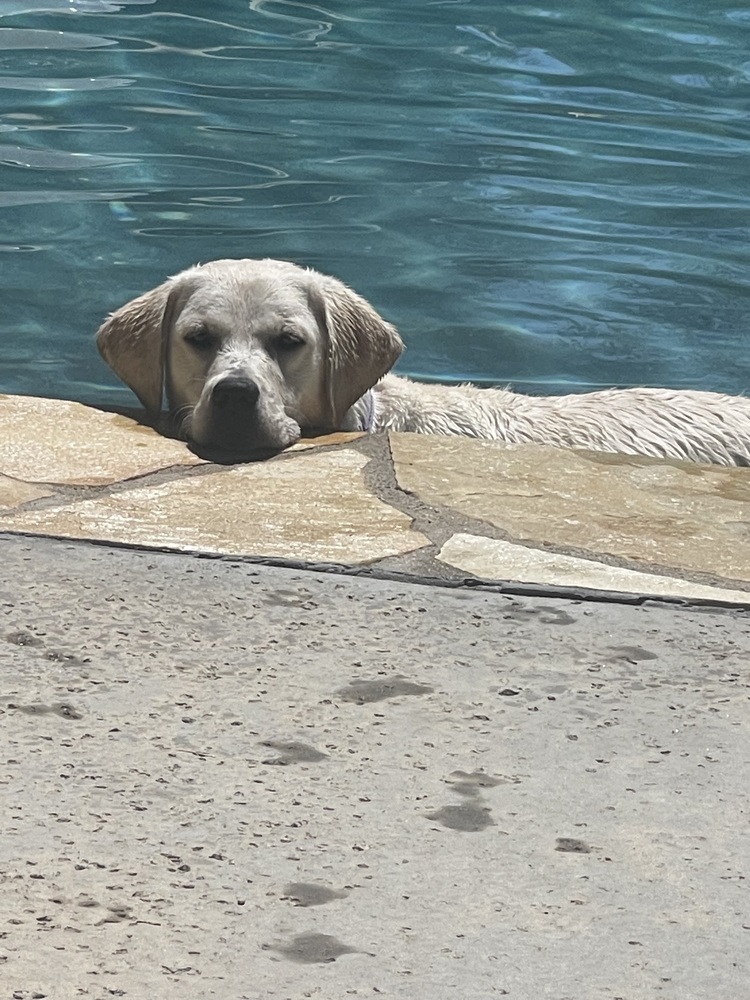 Meet Harper! She's an adorable nine-month-old yellow Labrador Retriever. Harper came to WCLRR after sustaining an elbow injury, and WCLRR provided the needed surgery for her.