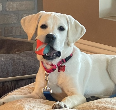 wclrr's tweet photo. Meet Harper! She's an adorable nine-month-old yellow Labrador Retriever. Harper came to WCLRR after sustaining an elbow injury, and WCLRR provided the needed surgery for her. https://t.co/zmM7GFcD4U