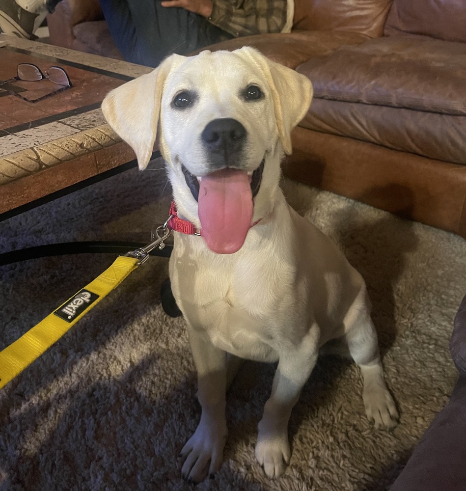 wclrr's tweet photo. Meet Harper! She's an adorable nine-month-old yellow Labrador Retriever. Harper came to WCLRR after sustaining an elbow injury, and WCLRR provided the needed surgery for her. https://t.co/zmM7GFcD4U