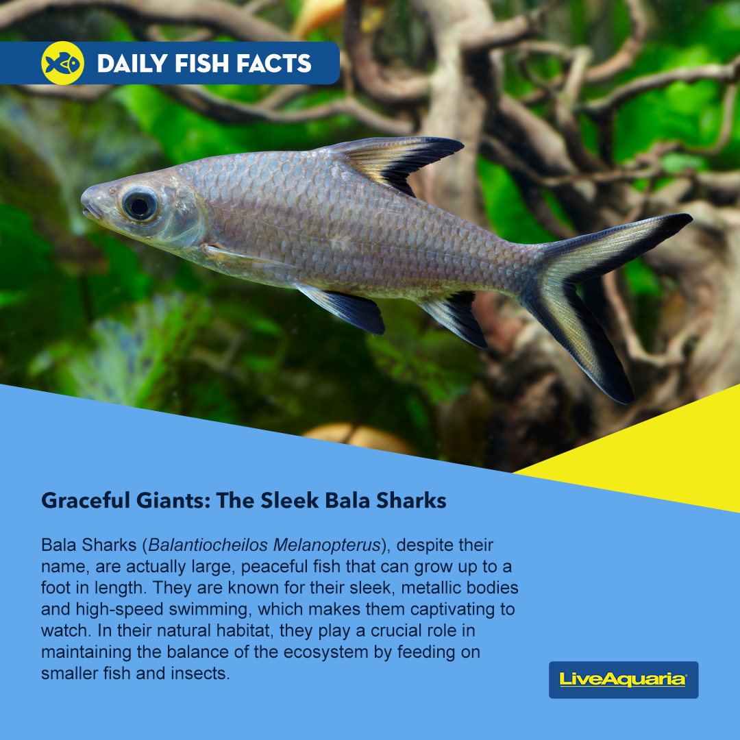 LiveAquaria's tweet photo. What endears Bala Sharks to home hobbyists? In addition to the Fish Facts mentioned here, they display peaceful temperaments. See if they’re a good fit for your freshwater aquarium.
https://t.co/QI3xZTOkLs
#balashark #shark #fishfact #freshwateraquarium https://t.co/pnNPejUxYA