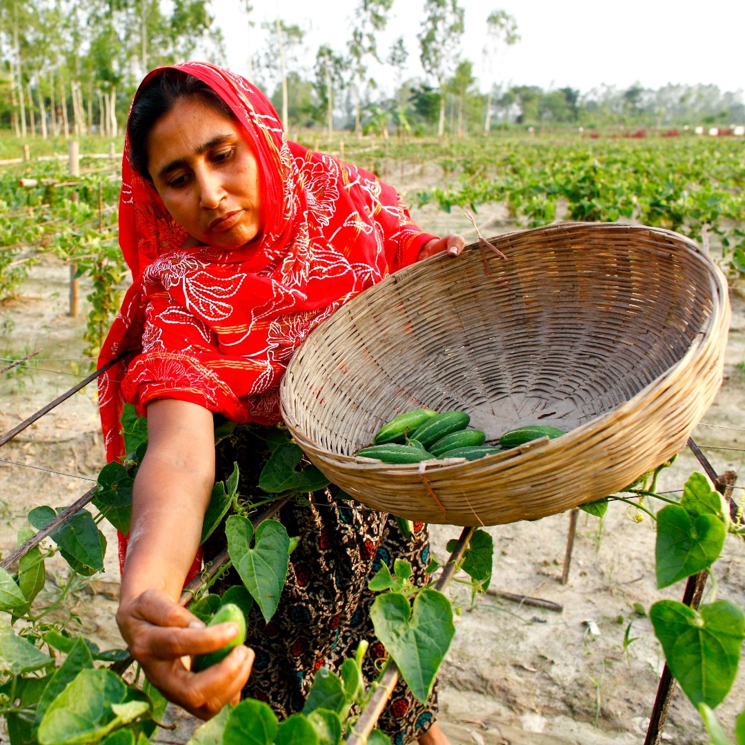 IFAD's tweet photo. What's needed to build peaceful &amp; stable rural communities?

✅ resilient rural producers
✅ strong rural economies
✅ income opportunities
✅ food security
✅ access to tools, resources and finance

Investing in rural people means investing in a more peaceful world. https://t.co/sXnQJcN1wH