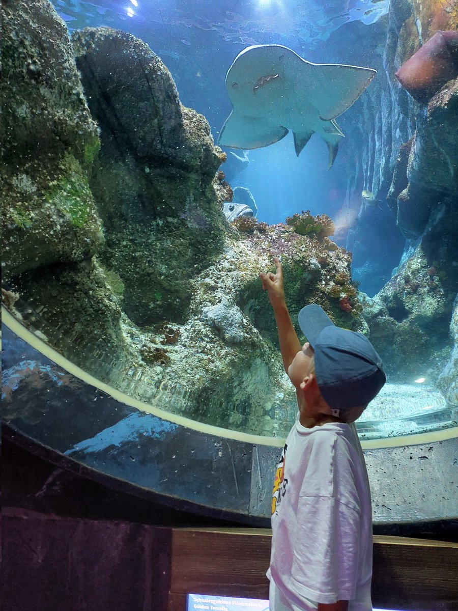 Prachtige dag gehad met een van mijn kleinzonen. Legoland en Sealife bezocht in Oberhausen. 
Aanrader!!